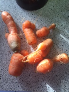 garden-carrots